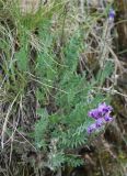 Oxytropis strobilacea