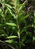 Solidago gigantea. Средняя часть побега. Республика Адыгея, окраина пос. Каменномостский, ур. Холодное, луг. 31 июля 2022 г.