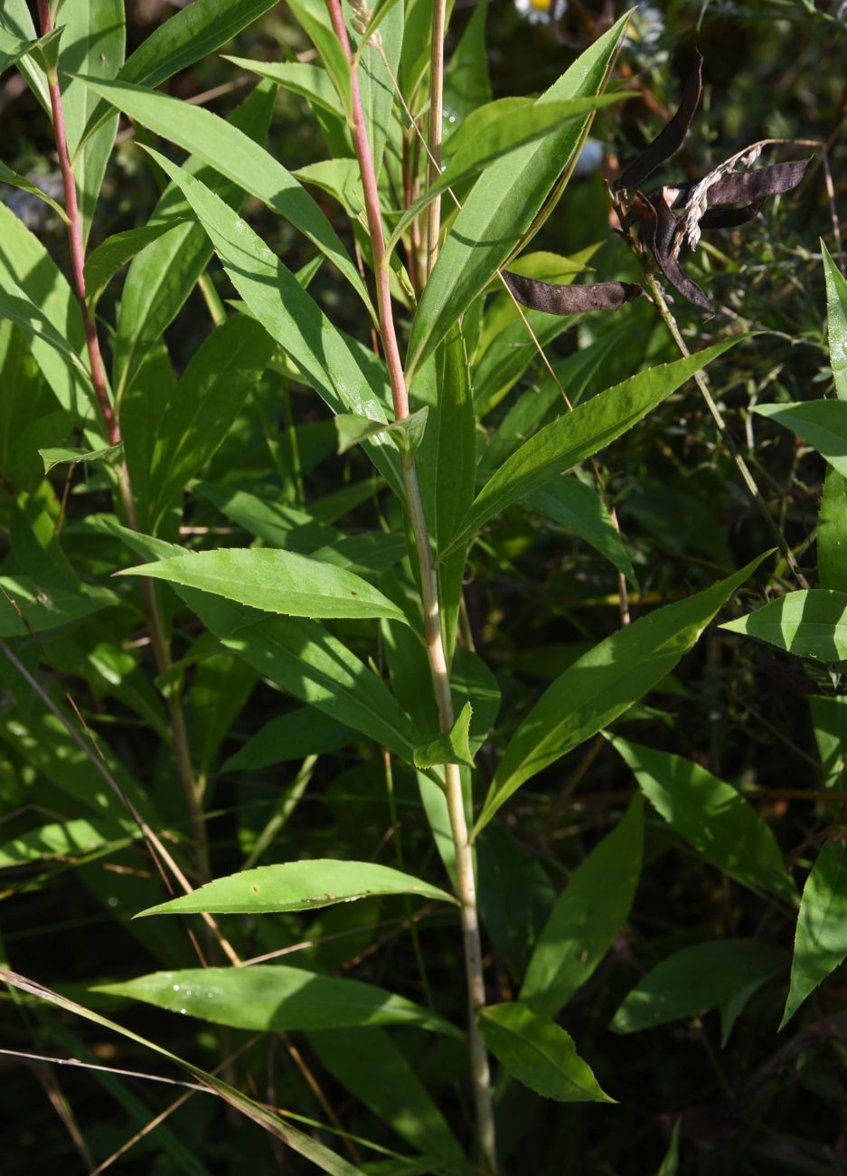 Изображение особи Solidago gigantea.