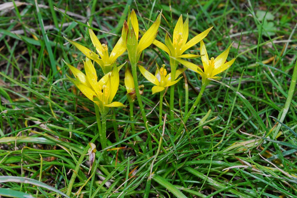 Изображение особи Gagea graminifolia.