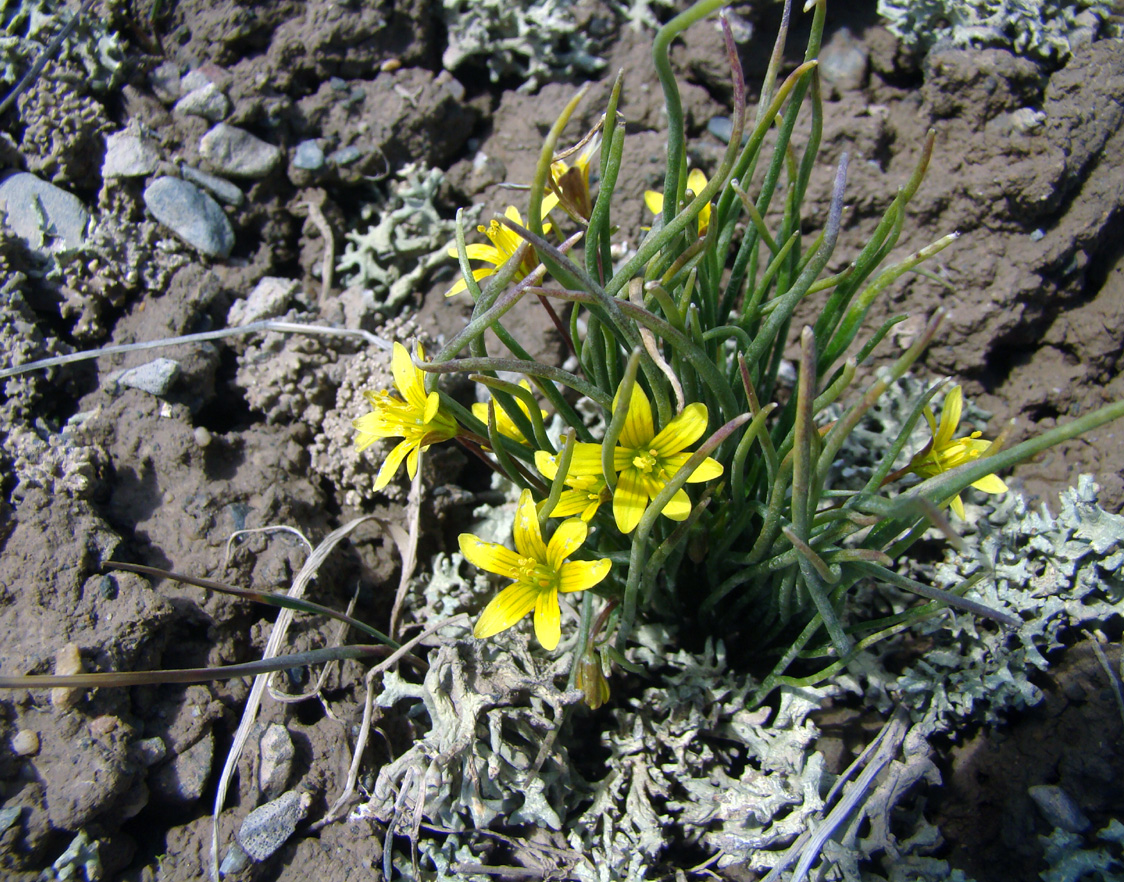 Image of Gagea michaelis specimen.