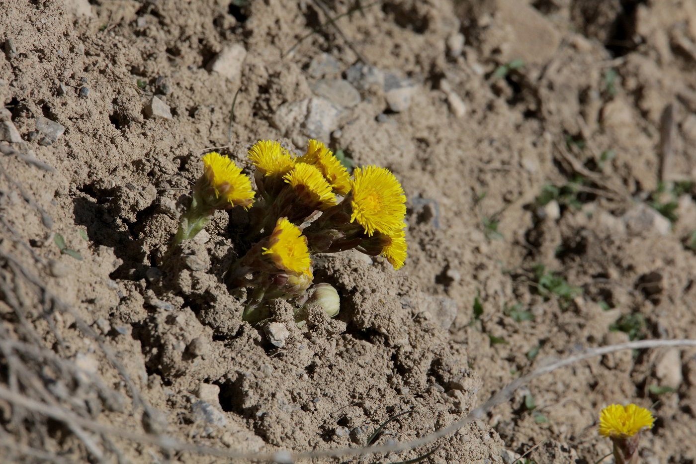 Image of Tussilago farfara specimen.