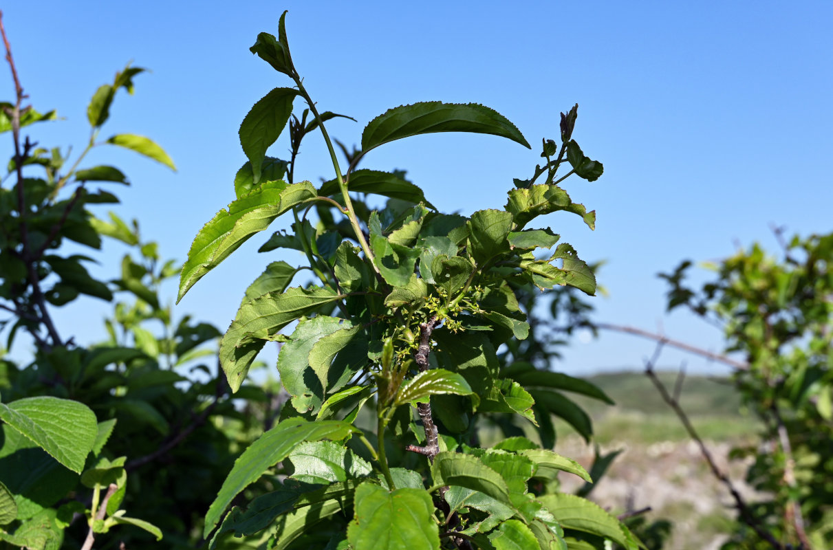 Изображение особи Rhamnus cathartica.