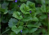 Glechoma hederacea