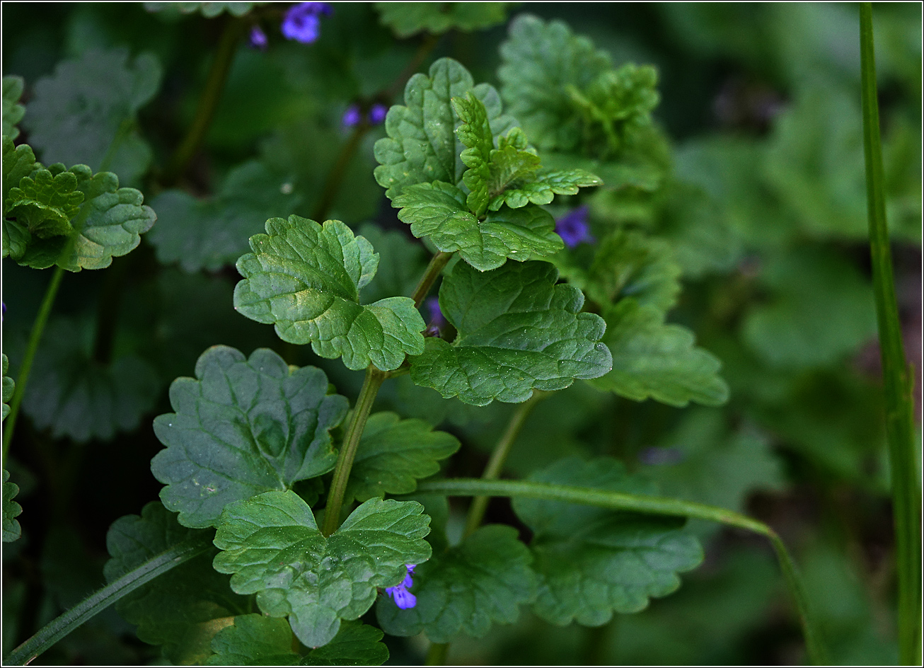 Изображение особи Glechoma hederacea.