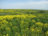 Barbarea vulgaris. Аспект цветущих растений. Краснодарский край, Успенский р-н, окр. ст-цы Николаевская, степь. 05.05.2023.