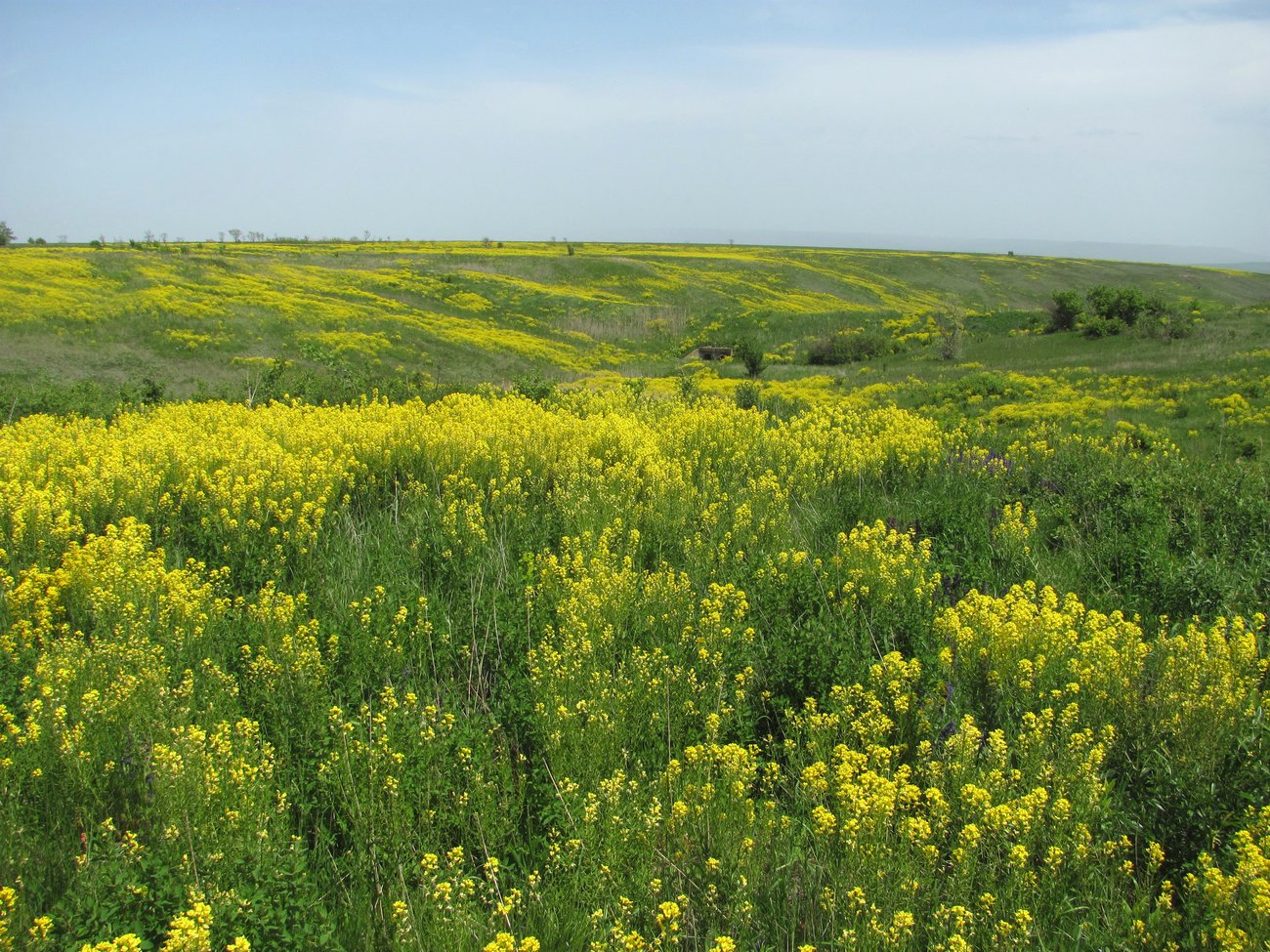 Изображение особи Barbarea vulgaris.