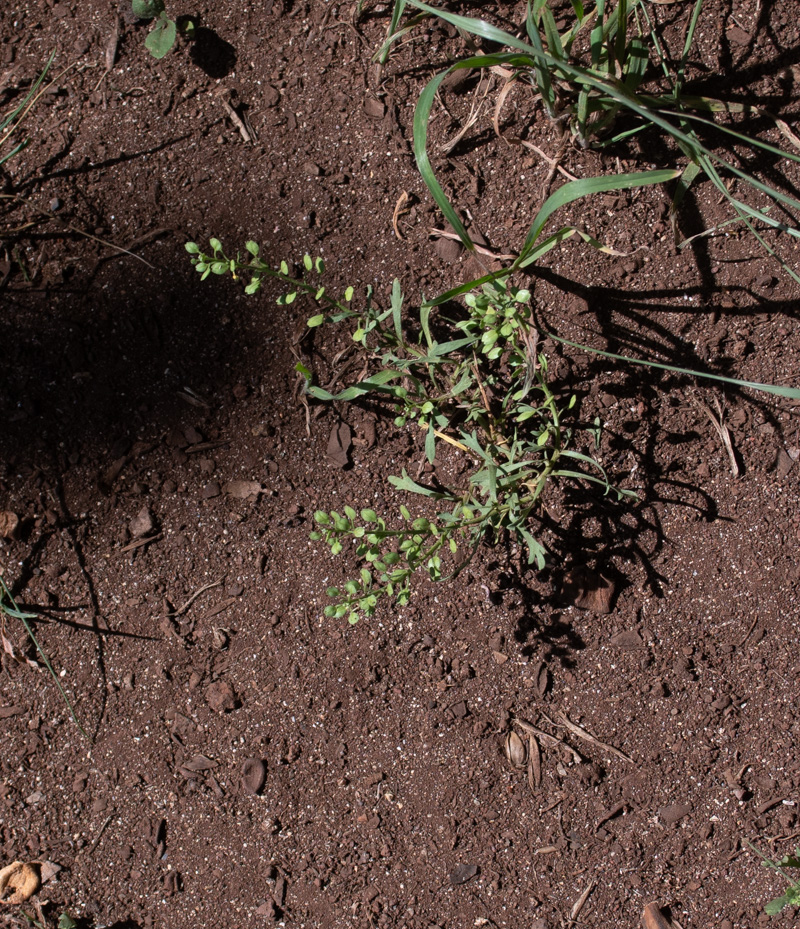 Изображение особи Lepidium bonariense.