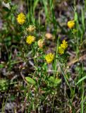 Trifolium aureum