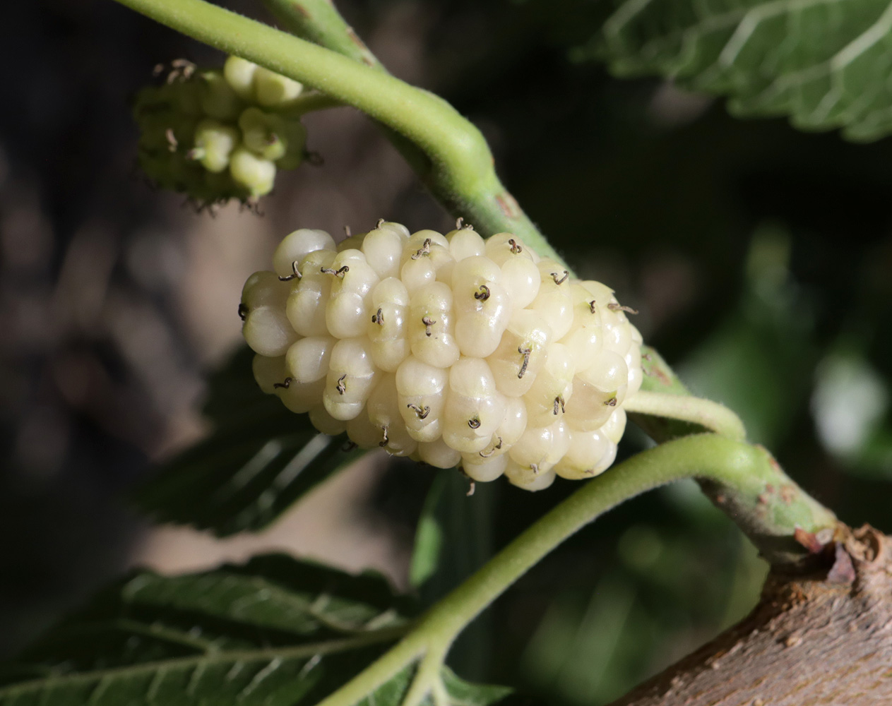 Image of Morus alba specimen.
