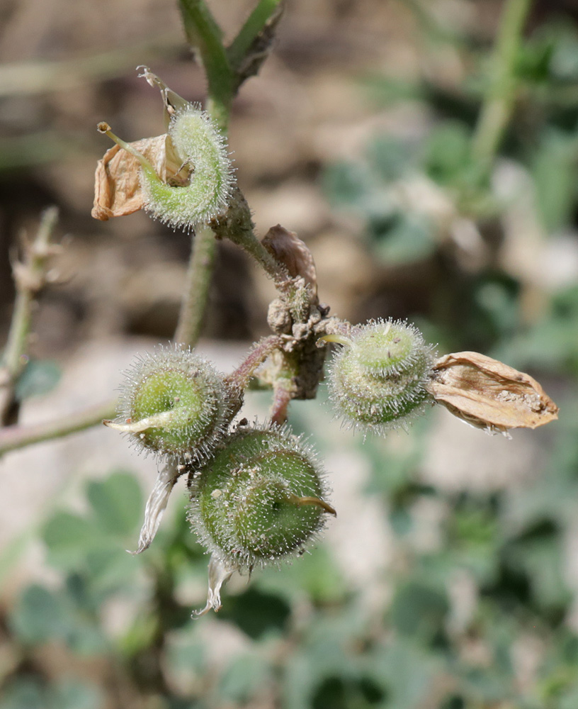 Изображение особи Medicago glutinosa.