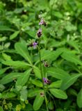 Ophrys oestrifera. Соцветие (на заднем плане видны побеги Euphorbia). Дагестан, Магарамкентский р-н, Самурский лес, широколиственный лес. 05.05.2022.