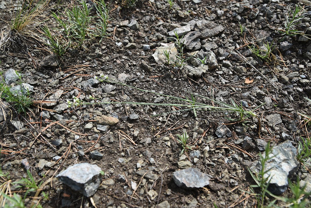 Image of Eremogone saxatilis specimen.