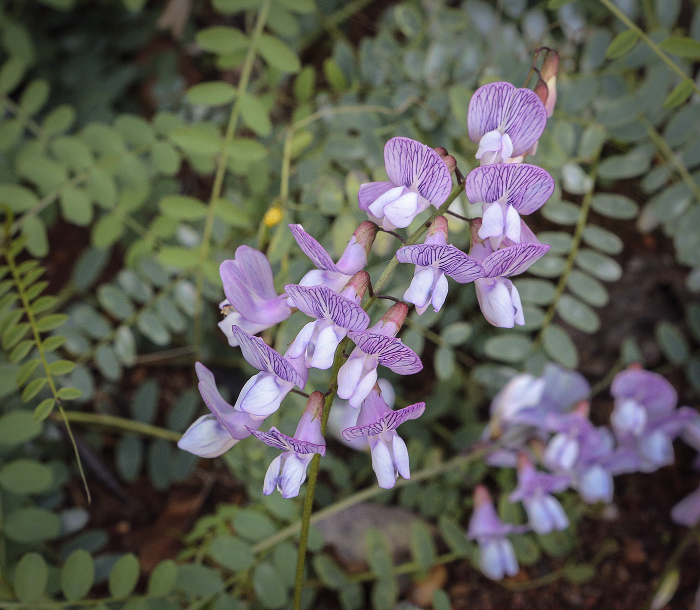 Image of Vicia sylvatica specimen.