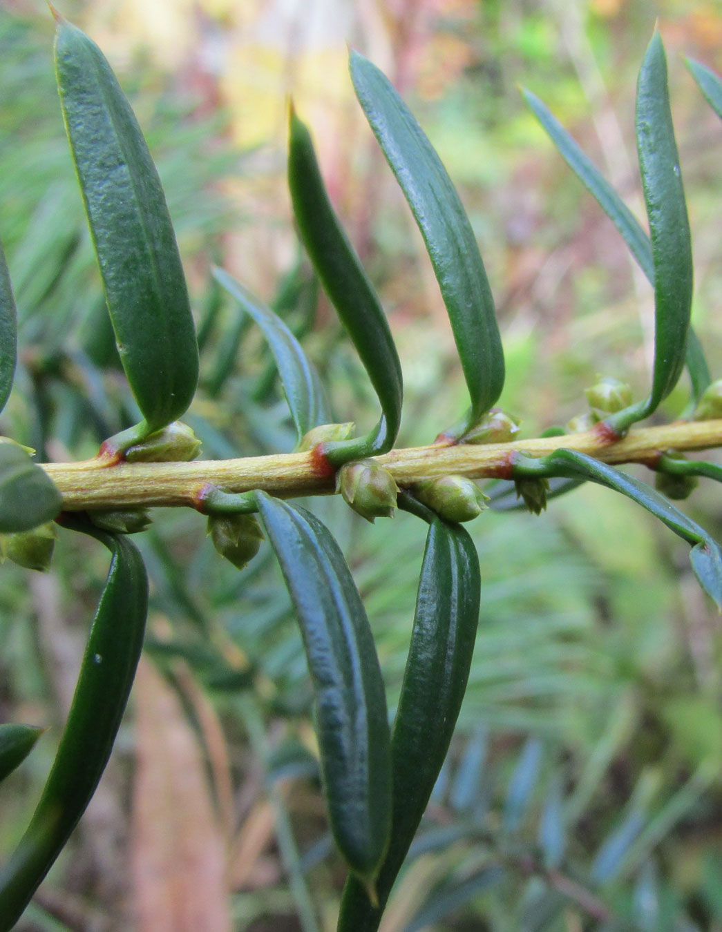 Изображение особи Pseudotaxus chienii.