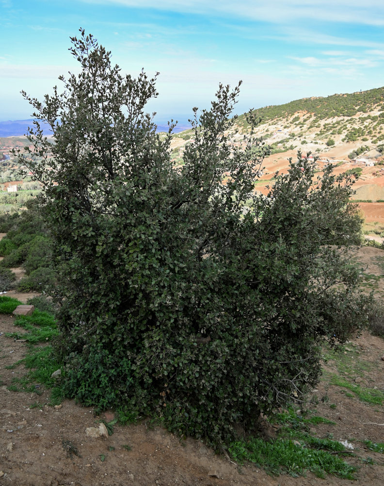 Изображение особи Quercus rotundifolia.