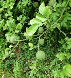 Poncirus trifoliata. Плодоносящий побег. Республика Абхазия, Гудаутский р-н, Мюссерский заповедник, кустарниковые заросли на обочине дороги. Июль 2023 г.
