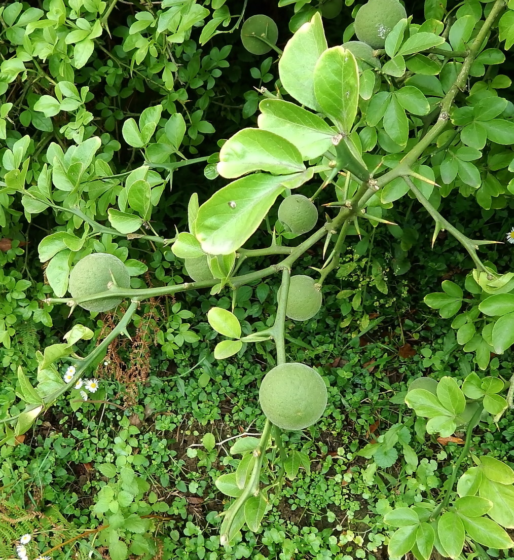 Изображение особи Poncirus trifoliata.