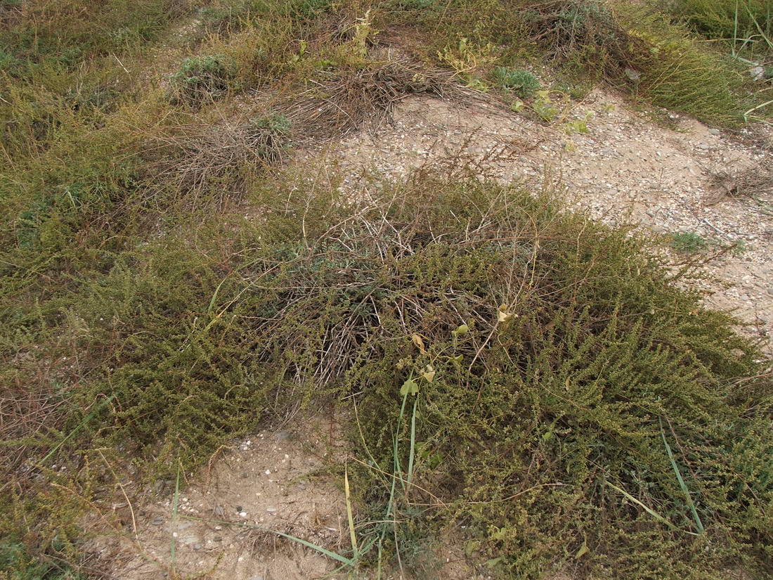 Изображение особи Artemisia arenaria.
