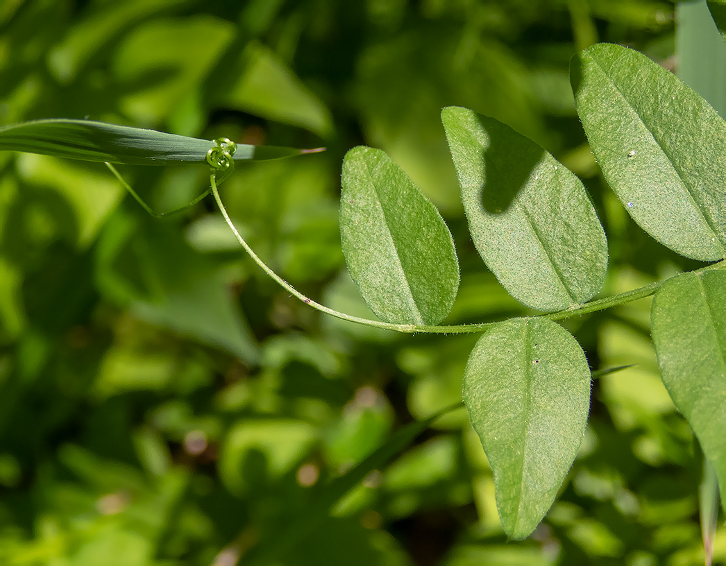 Image of Vicia sepium specimen.
