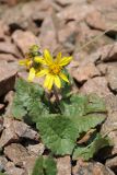 Ligularia narynensis. Цветущее растение. Казахстан, Тянь-Шань, хр. Заилийский Алатау, ущ. Малое Алматинское, субальпийский пояс, каменисто-щебнистый склон по гребню хребта. 22.07.2023.