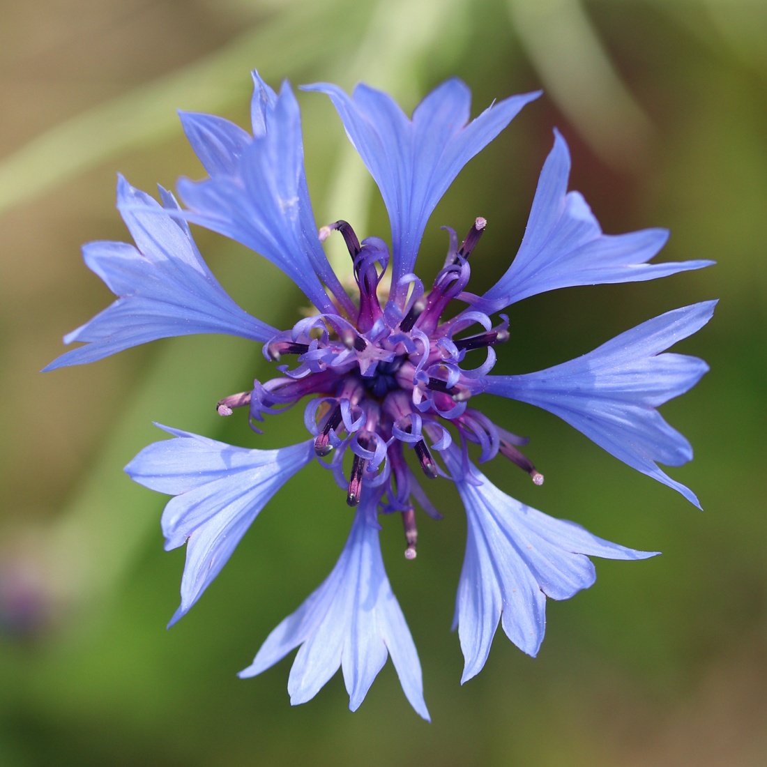 Изображение особи Centaurea cyanus.