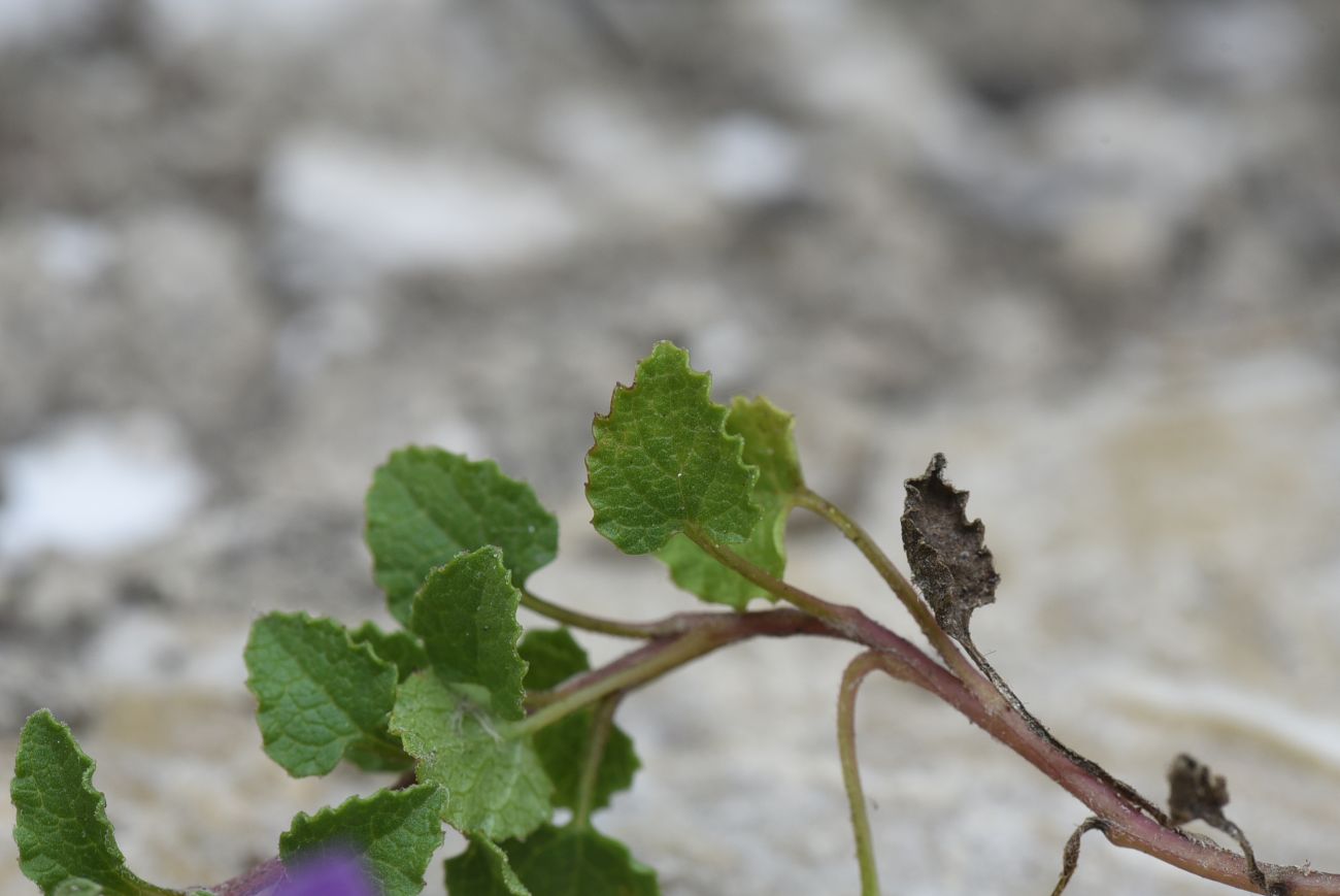 Image of Campanula andina specimen.