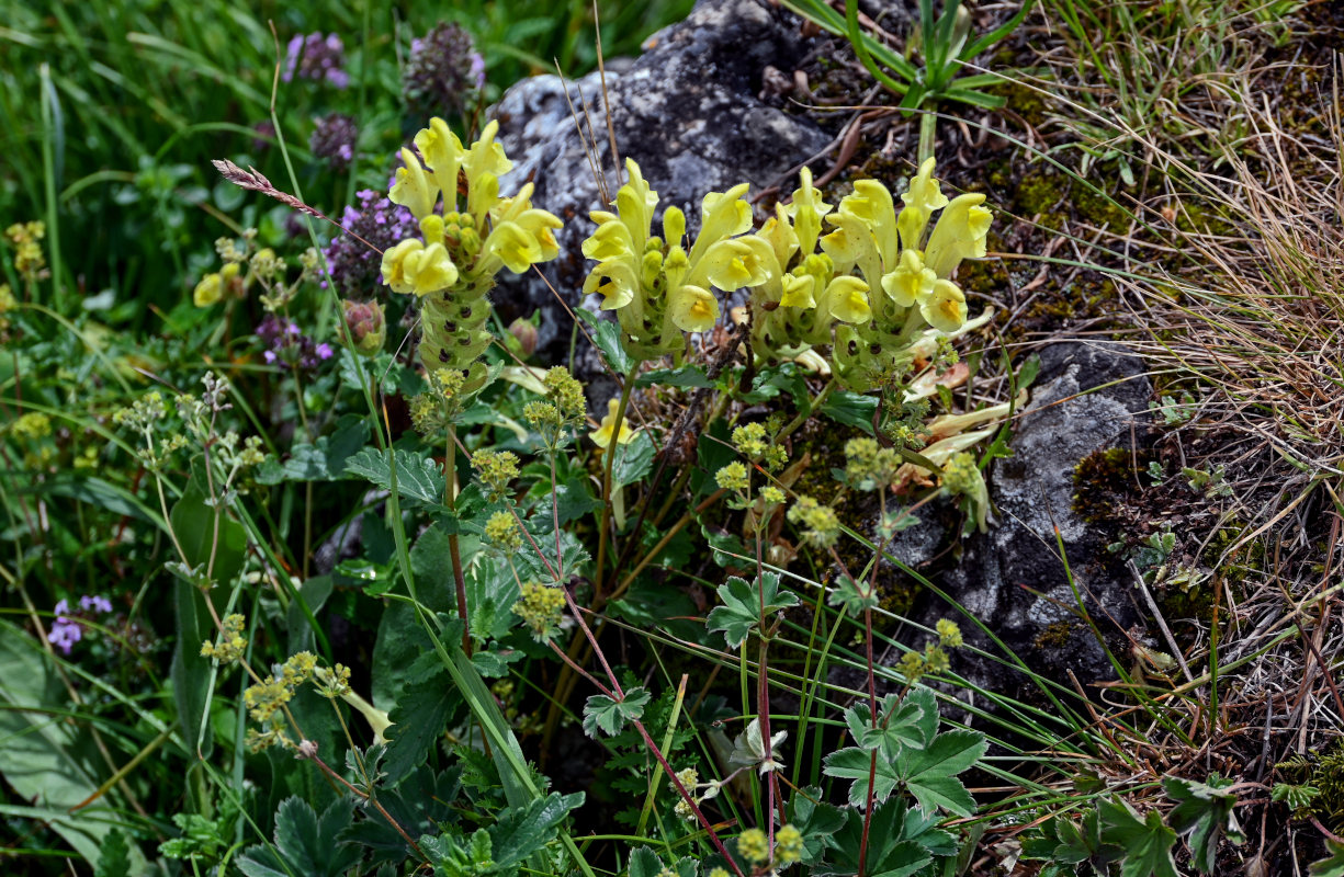 Изображение особи Scutellaria polyodon.