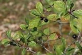 Frangula alnus. Плодоносящие веточки. Новгородская обл., геологический памятник \"Ильменский глинт\", окр. дер. Ретлё, побережье оз. Ильмень, моховая пустошь на известняке на месте выемки горной породы. 25.07.2023.