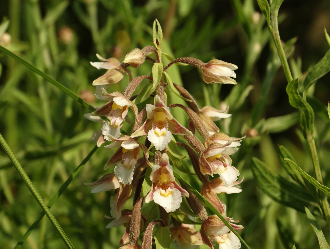 Image of Epipactis palustris specimen.
