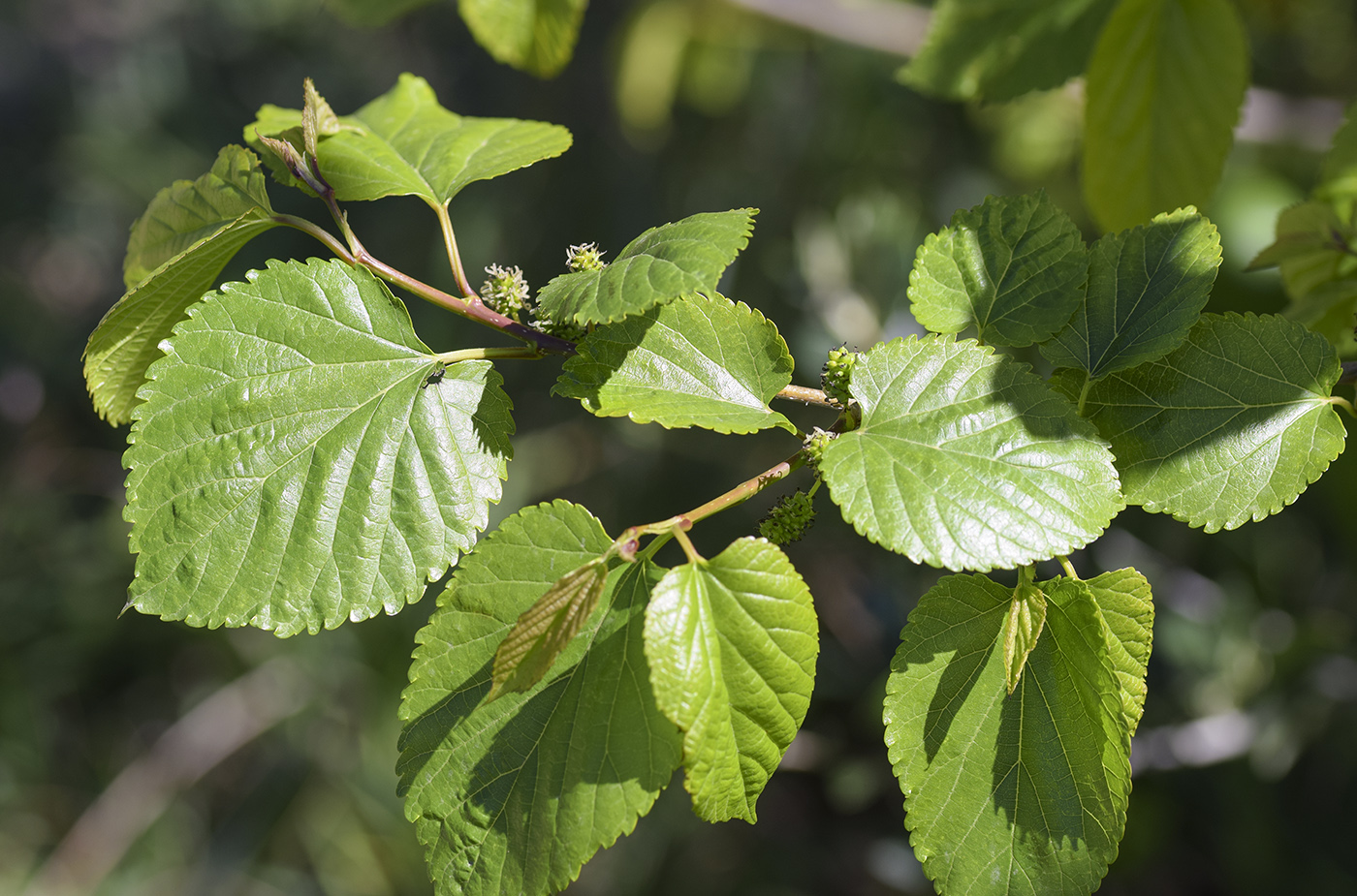 Изображение особи Morus alba.