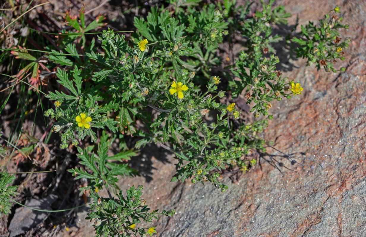 Image of genus Potentilla specimen.