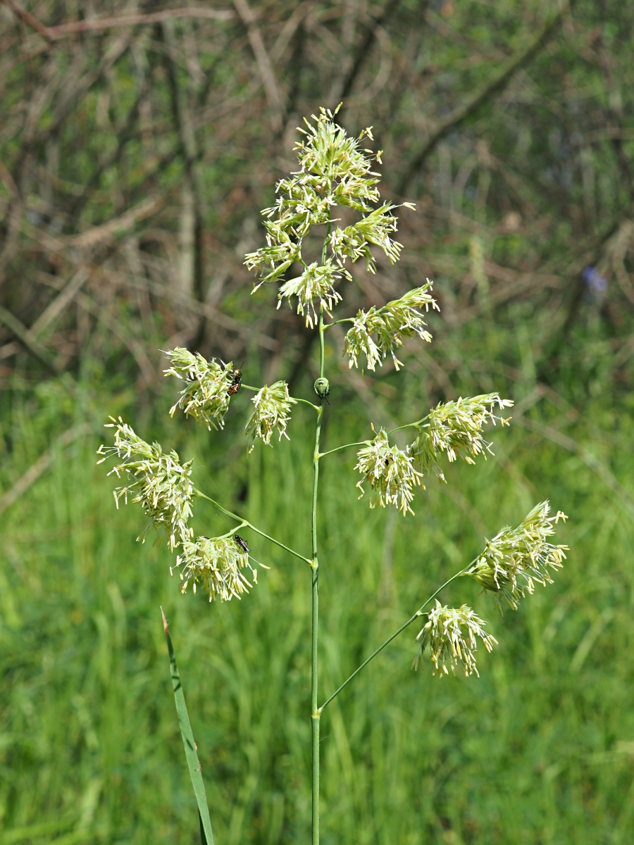 Изображение особи Dactylis glomerata.