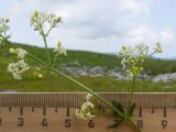 Galium calcareum. Часть веточки с соцветиями. Адыгея, Кавказский биосферный заповедник, хр. Каменное Море, ≈ 2000 м н.у.м., в расщелине скалы. 28.07.2018.