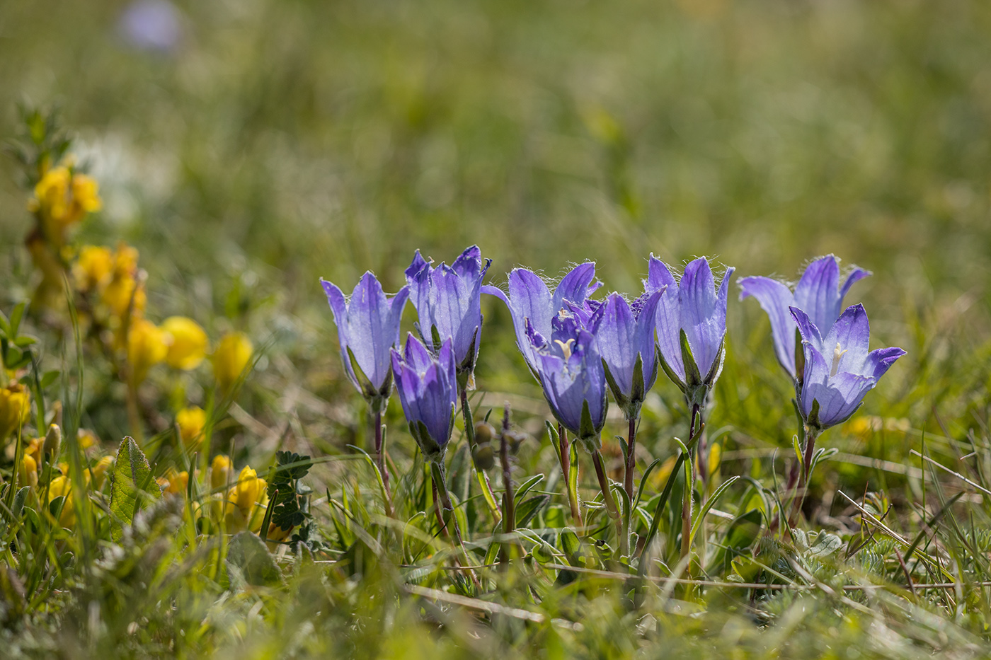 Изображение особи Campanula ciliata.