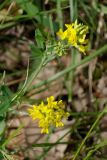 Medicago falcata