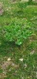 Euphorbia ferganensis