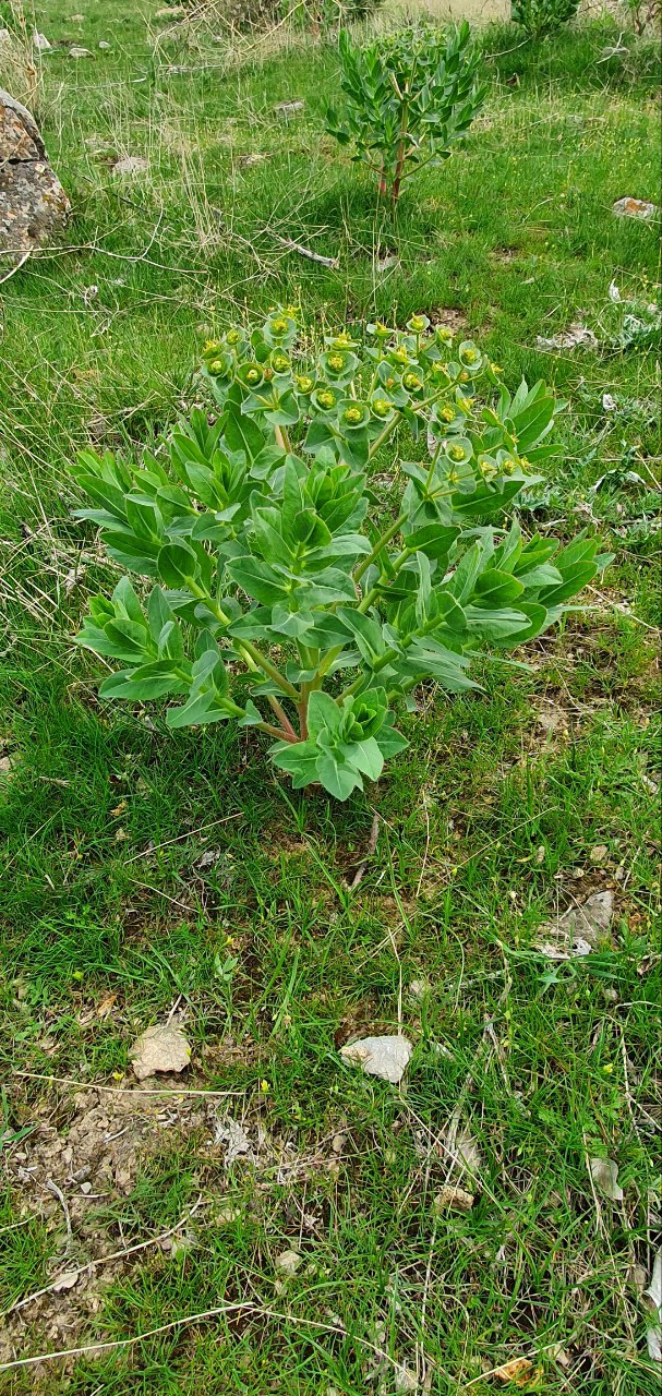 Image of Euphorbia ferganensis specimen.