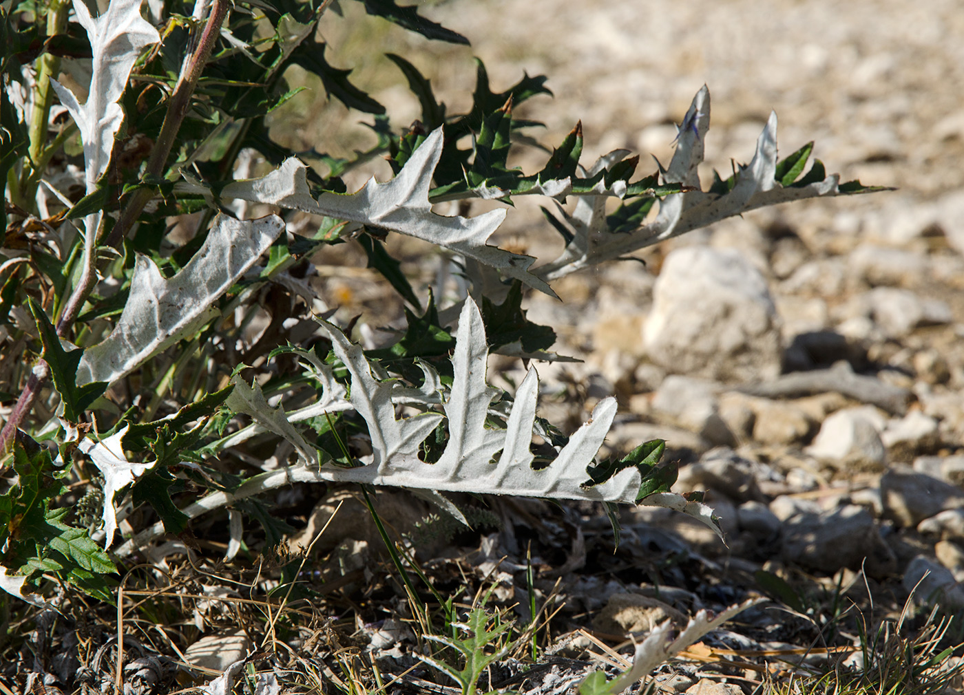 Image of Echinops saksonovii specimen.