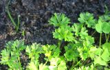 Petroselinum crispum