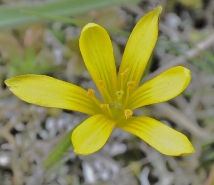 Изображение особи Gagea peduncularis.