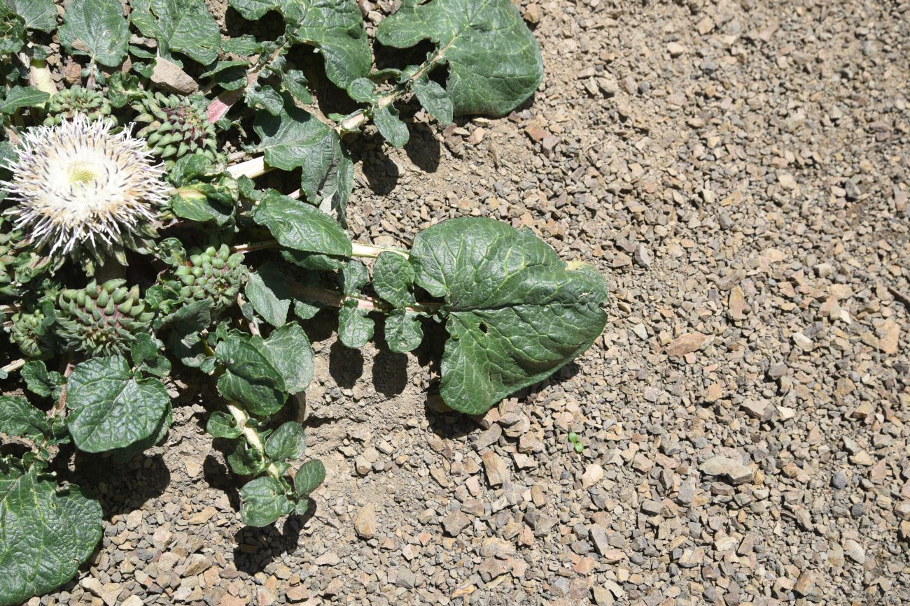 Image of Jurinella moschus specimen.
