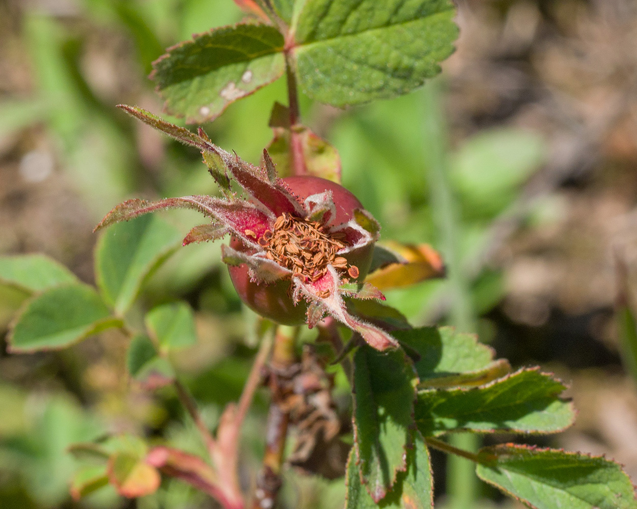 Image of Rosa brotherorum specimen.
