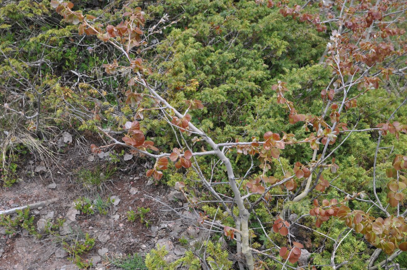 Image of Populus tremula specimen.