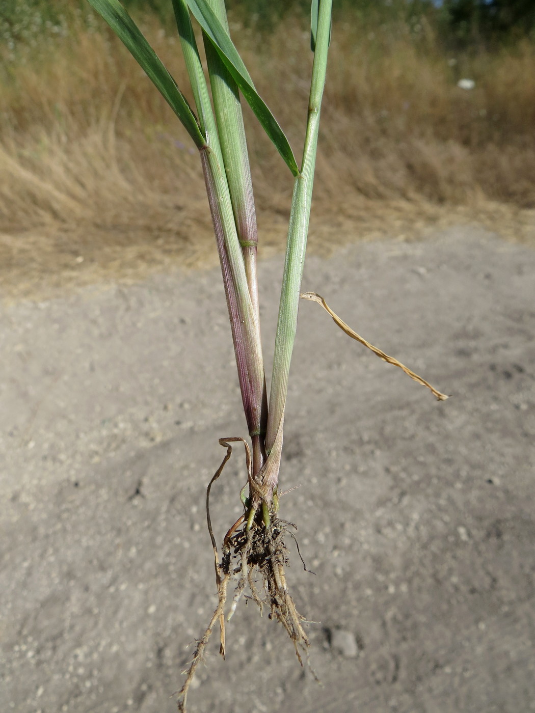 Image of Setaria verticillata specimen.