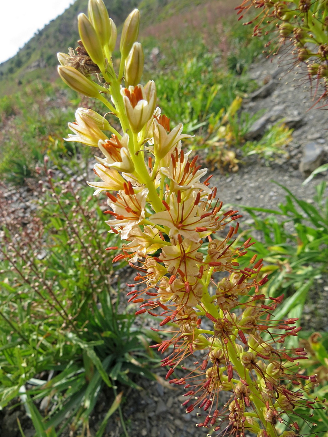 Изображение особи Eremurus hissaricus.