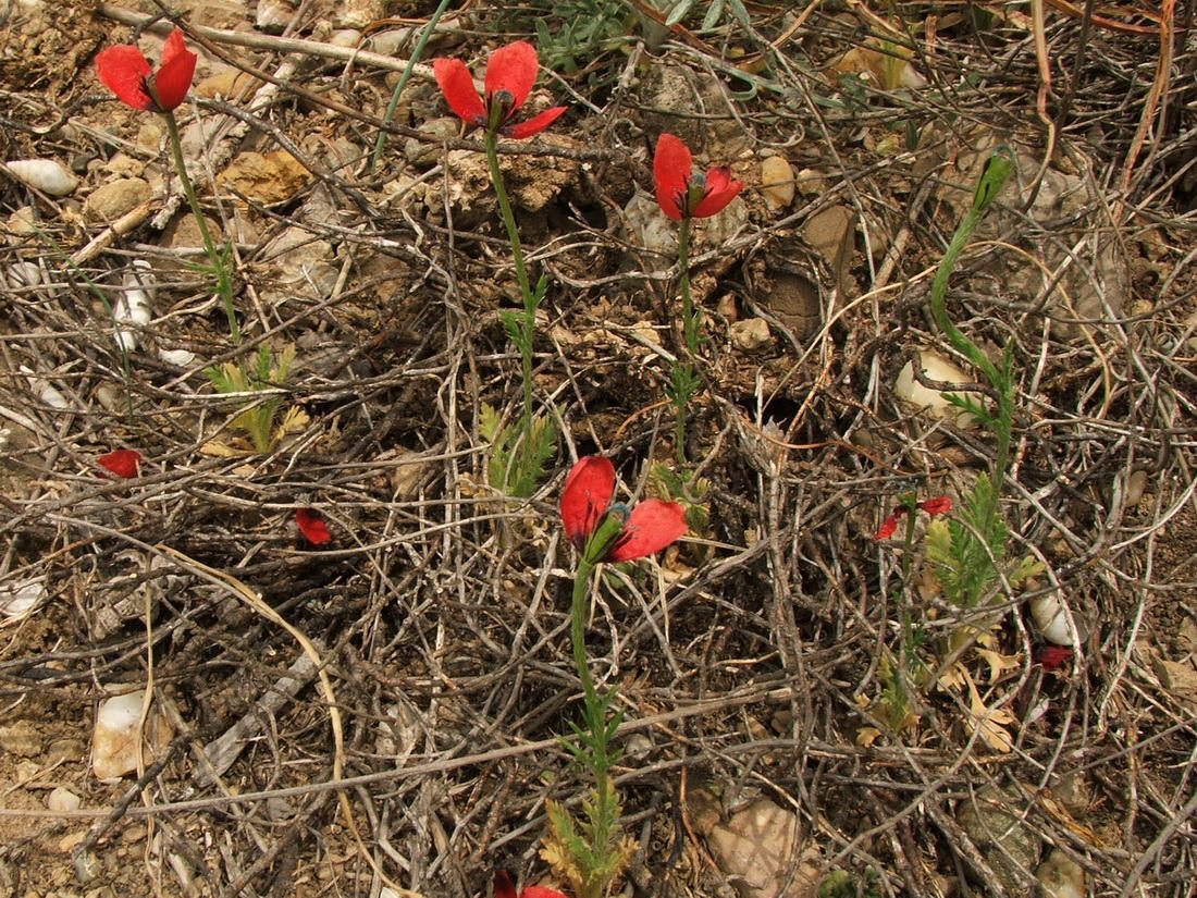 Image of Papaver minus specimen.