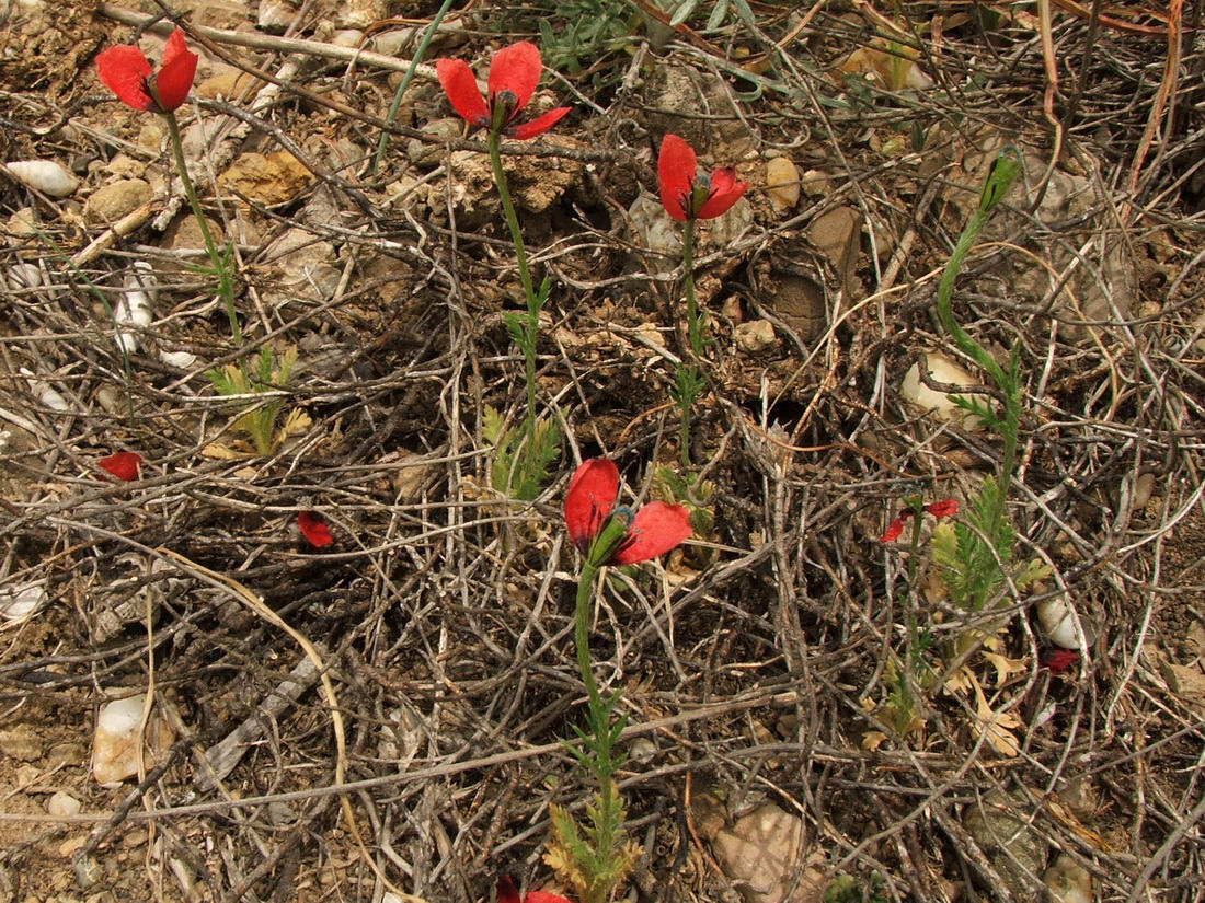 Изображение особи Papaver minus.