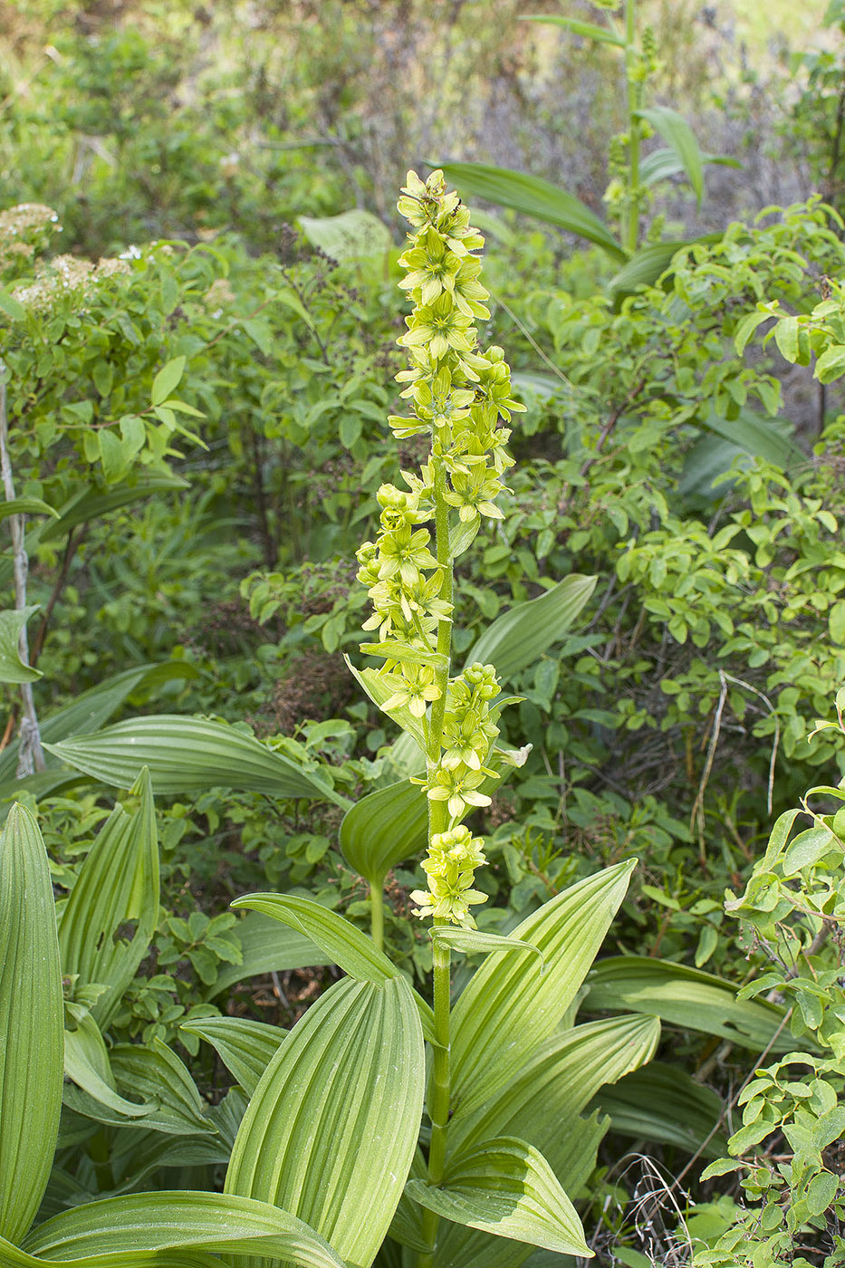 Image of Veratrum lobelianum specimen.