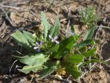 Chorispora tenella